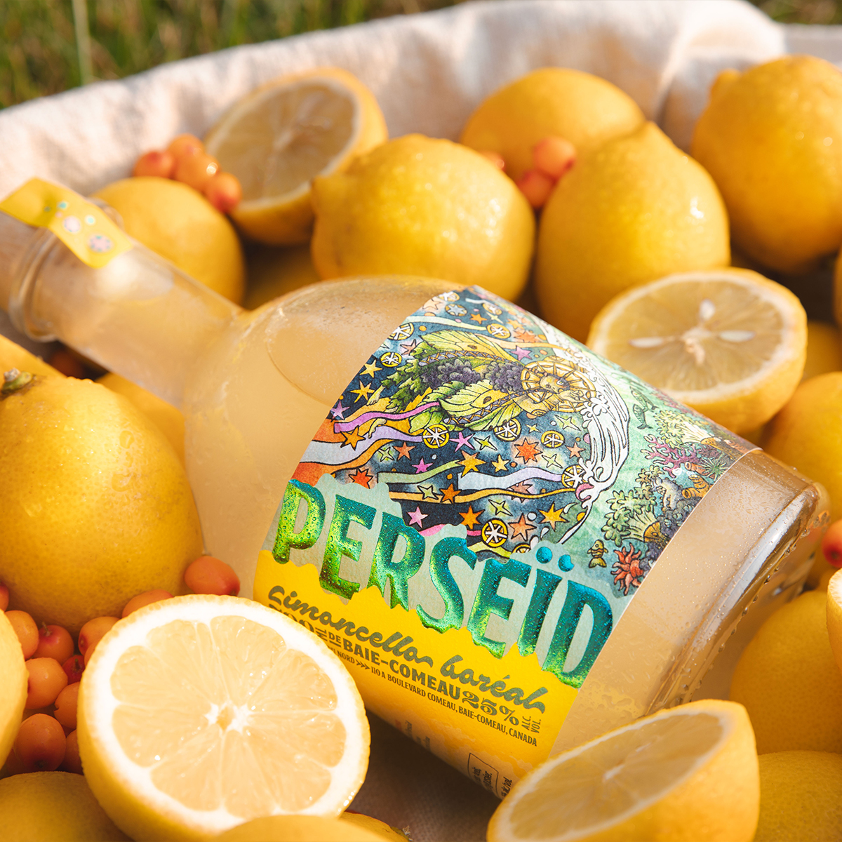 Perseïd (Limoncello Boréal)